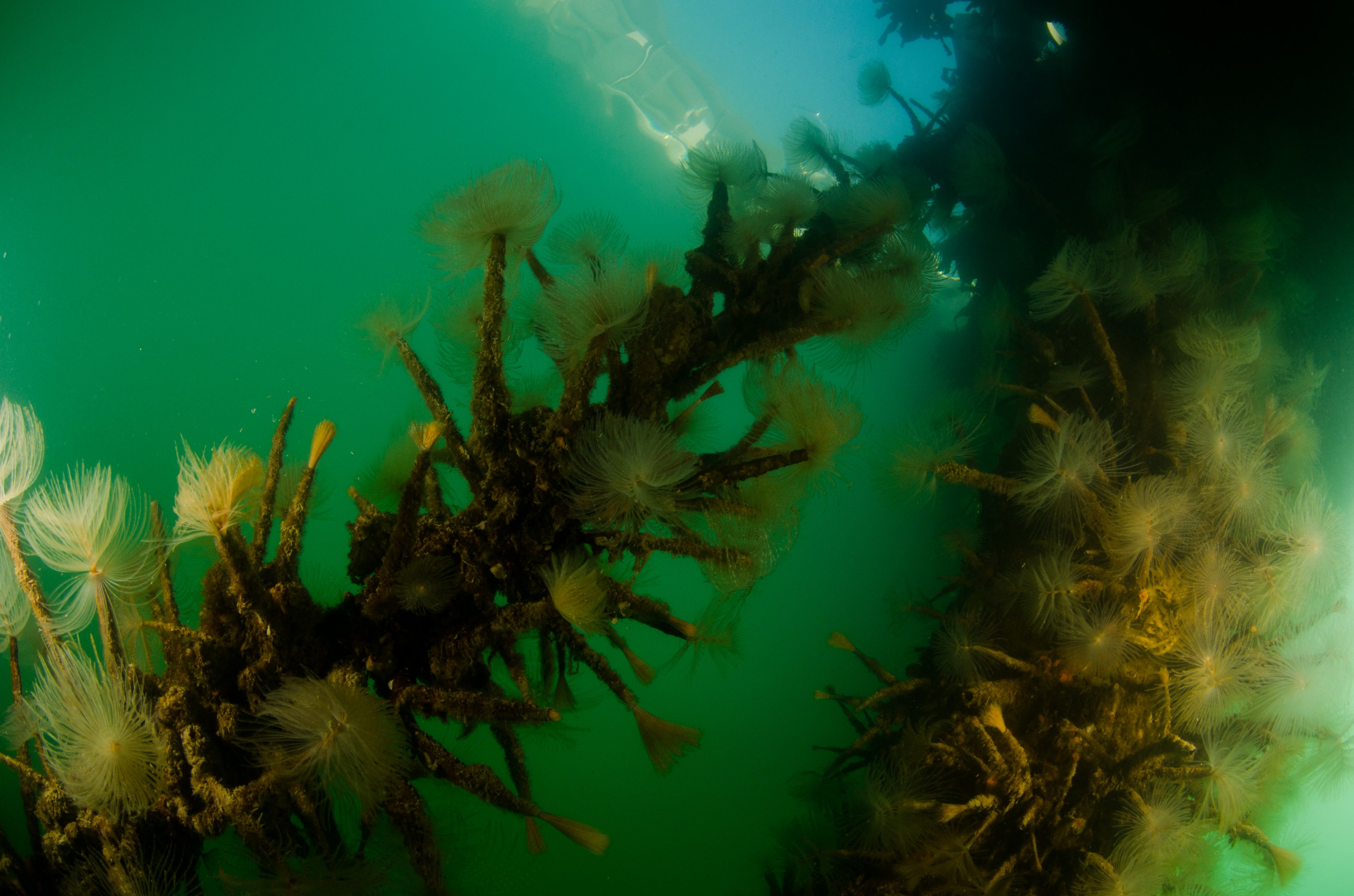 DSC_3010 – Mediterranean, fanworm, Sabella, spallanzanii, marine, pest, Auckland, underwater, crispin, nz, new, zealand, new zealand, fan, worm, marine, pest, invasive, Biosecurity